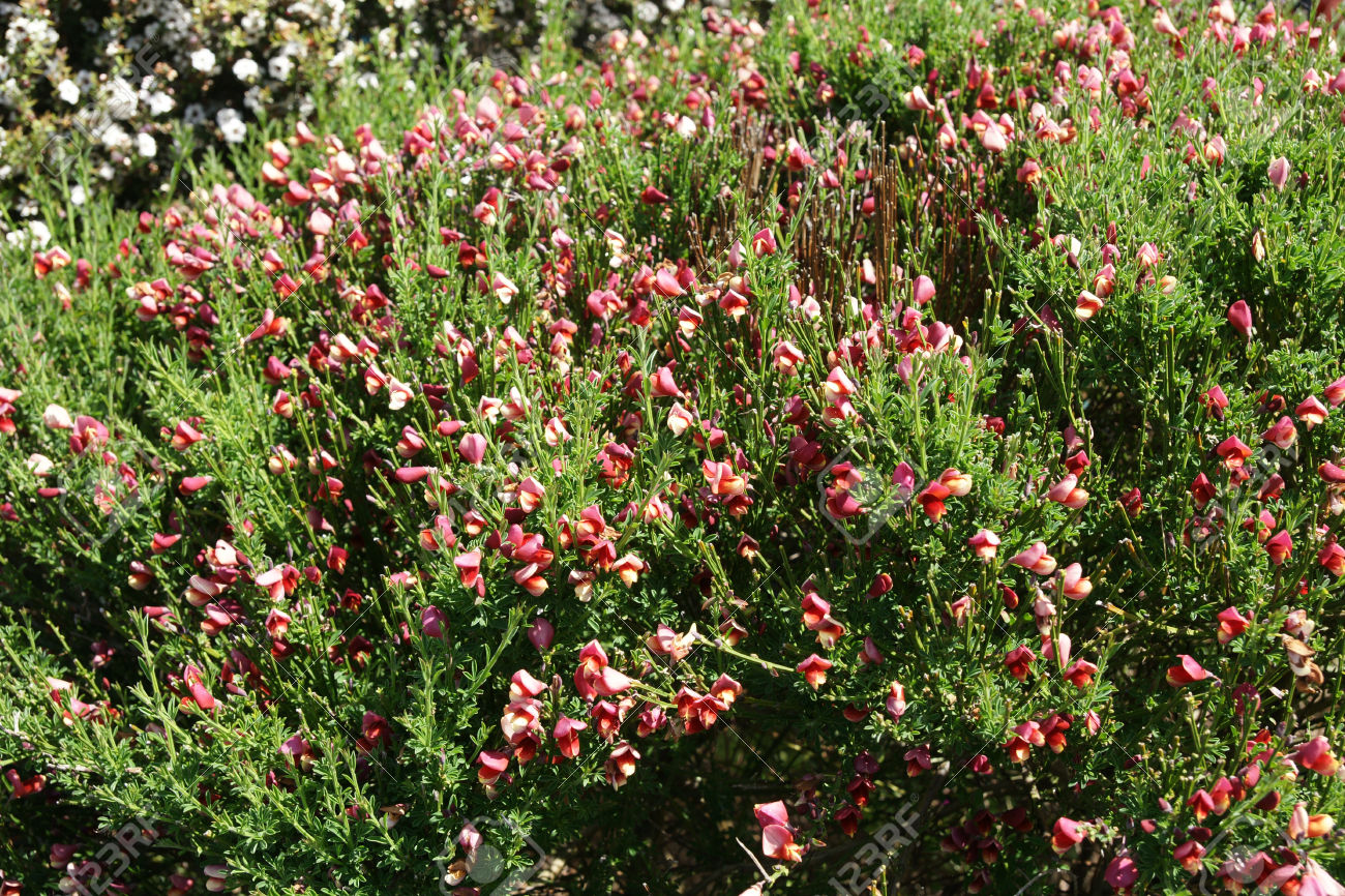 Cytisus praecox 'Hollandia'